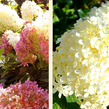 HORTENZIE ´PHANTOM´ kont 1,4L