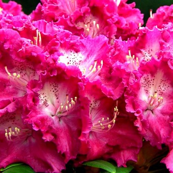 RHODODENDRON XXL´KOKOŘÍN´® kont. 2L