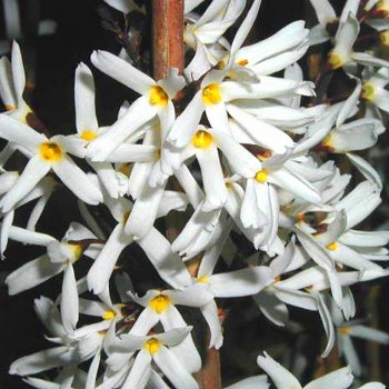 ABÉLIOVNÍK DVOUŘADÝ (Abeliophyllum distichum) ko 2L