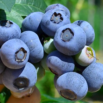 KANADSKÁ BORŮVKA ´NELSON´ - Polopozdní