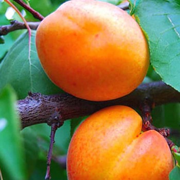 MERUŇKA ´VELBORA´ - Podnož Ryngle zelená