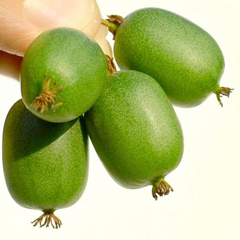 KIWI VITIKIWI®´ - Samosprašné kont. 2L