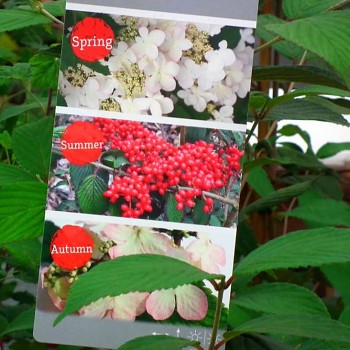 KALINA JAPONSKÁ ´KILIMANDJARO´ ko 2,5L