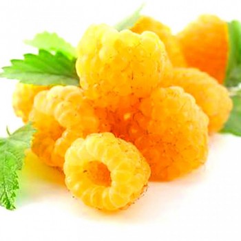 MALINÍK ´ALL GOLD´