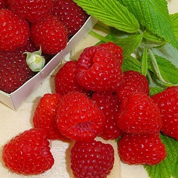 MALINÍK ´BOHEME´ XL stáleplodící - kont. 1,3L