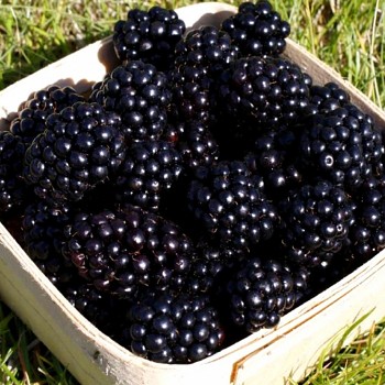 OSTRUŽINÍK XL ´LOCH NESS´- Beztrnný OBŘÍ PLODY kont. 2L