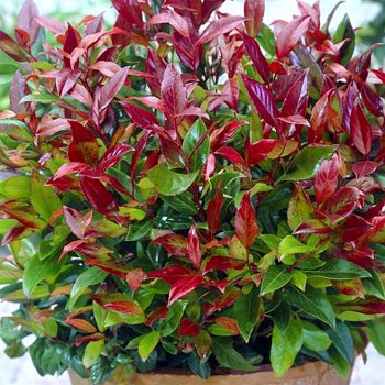 LEUCOTHOE ´ROYAL RUBY´ (Leucothoe keiskei Royal Ruby) 