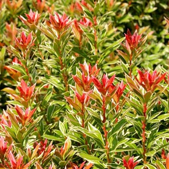 PIERIS JAPONSKÝ ´LITTLE HEATH´ (Pieris japonica ´Little Heath´)