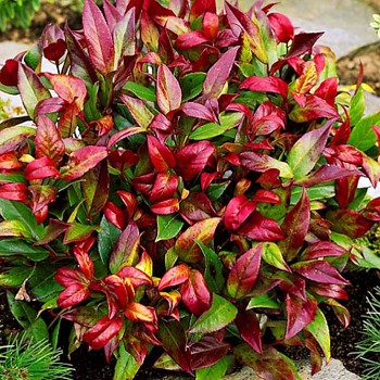 LEUCOTHOE ´SCARLETTA´( Leucothoe walteri Scarletta) 