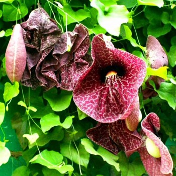 PODRAŽEC VELKOLISTÝ ( Aristolochia macrophyla) 