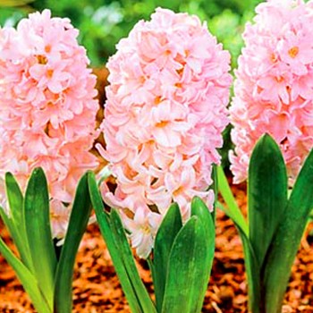 HYACINT ´APRICOT PASSION´