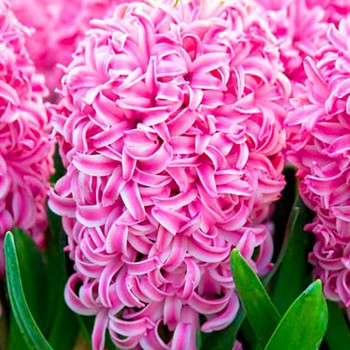 HYACINT ´PINK SURPRISE´
