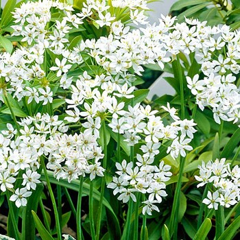 OKRASNÝ ČESNEK ´NEAPOLITANUM´ 25 ks cibulí