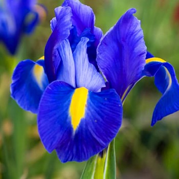 KOSATEC HOLANDSKÝ ´BLUE´ (25 cibulí)