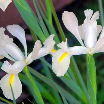 KOSATEC HOLANDSKÝ ´WHITE´ (25 cibulí) 
