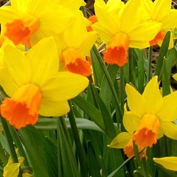NARCIS ´JETFIRE´ kont. 2L