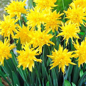 NARCIS ´RIP VAN WINKLE´