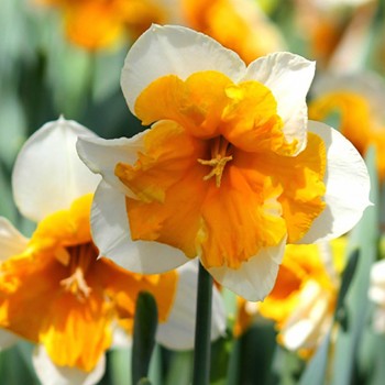 NARCIS ´ORANGERY´ kont. 2L