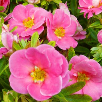 MOCHNA ´LOVELY PINK´ kont. 1L