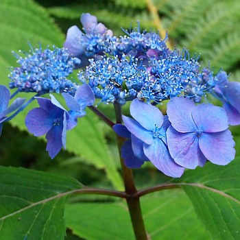 HORTENZIE PILOVITÁ´VEERLE®´ kont. 3L