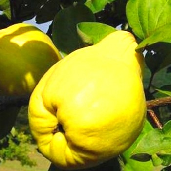 KDOULOŇ ´REAS MAMMUTH´ Podnož Semenáč