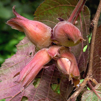 LÍSKA MAXIMA PURPUREA - kont. 2,5L