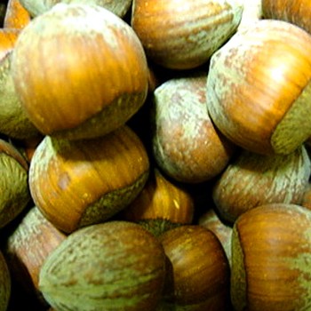 LÍSKA ´BARCELONSKÁ´ stromková - kont. 6L