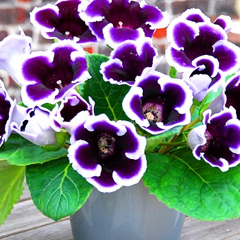 GLOXÍNIE KAISER WILHELM (1 cibule)