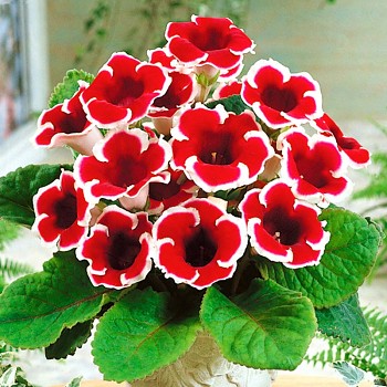 GLOXÍNIE KAISER FRIEDRICH (1 cibule)