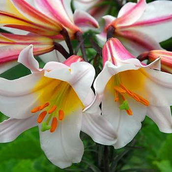 LILIE ´REGALE´ (1 cibule)