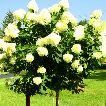 HORTENZIE ´LIMELIGHT´- STROMKOVÁ na kmínku 50cm 