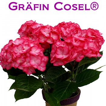 HORTENZIE ´GRAFIN COSEL´ kont. 4L