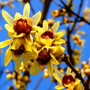 ZIMNOKVĚT ČASNÝ (Chimonanthus praecox)  kont. 3L