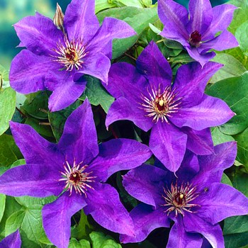 PLAMÉNEK ´THE PRESIDENT´