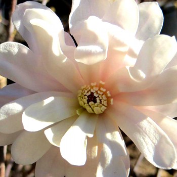 MAGNÓLIE ´WATERLILY´ kont. 5L - košatý keř