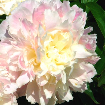 PIVOŇKA ´SHIRLEY TEMPLE´