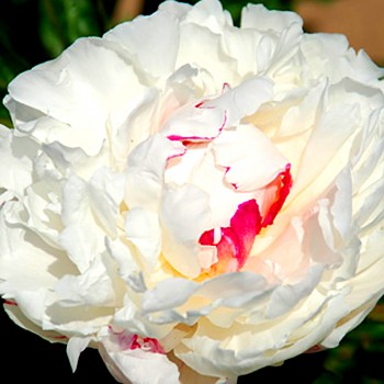 PIVOŇKA ´WHITE SENSATION´