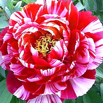 PIVOŇKA DŘEVITÁ ´SHIMANISHIKY´ (Paeonia suffruticosa) 