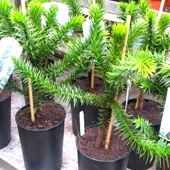 BLAHOČET CHILSKÝ ( Araucaria araucana) kont 3L