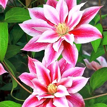 PLAMÉNEK ´ANDROMEDA´ kont. 1,6L