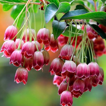 ZVONKOVEC (Enkianthus campanulatus) kont. 2L