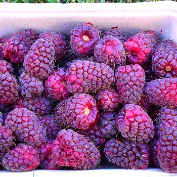 OSTRUŽINOMALINA ´LOGANBERRY´ XL kont 2litry