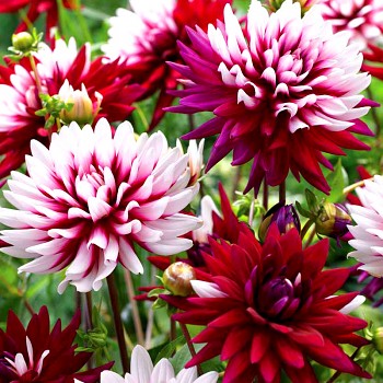 JIŘINA ´REBECCA'S WORLD´ 