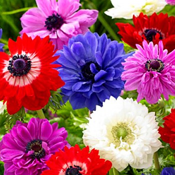 SASANKA CORONARIA ´ST. BRIGID MIX´  (15 cibulí)