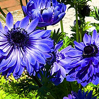 SASANKA COR. LORD LIEUTENANT (15 cibulí)