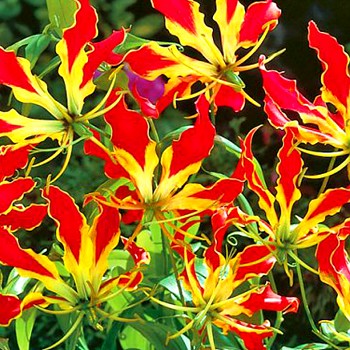 GLORIÓZA VZNEŠENÁ ´ROTHSCHILDIANA´ (1 cibule) 