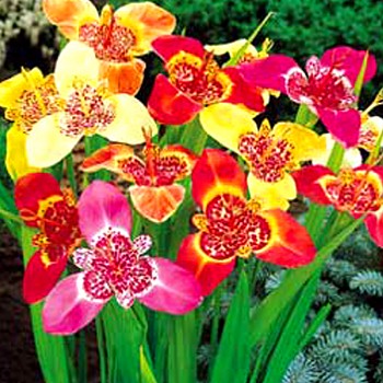 Tygřice Tigridia PAVONIA MIX (10 cibulí)