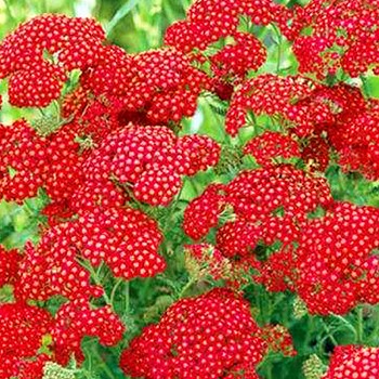 ŘEBŘÍČEK ´CASSIS´