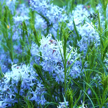 AMSONIA HUBRICHTII 