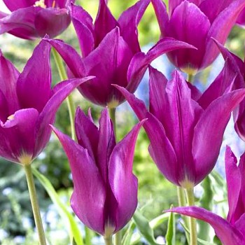 TULIPÁN ´PURPLE DREAM´ kont. 2L